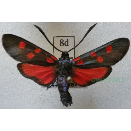 Zygaena angelicae Ochsenheimer, 1808 Kraśnik dzięgielowiec Slovakia8d